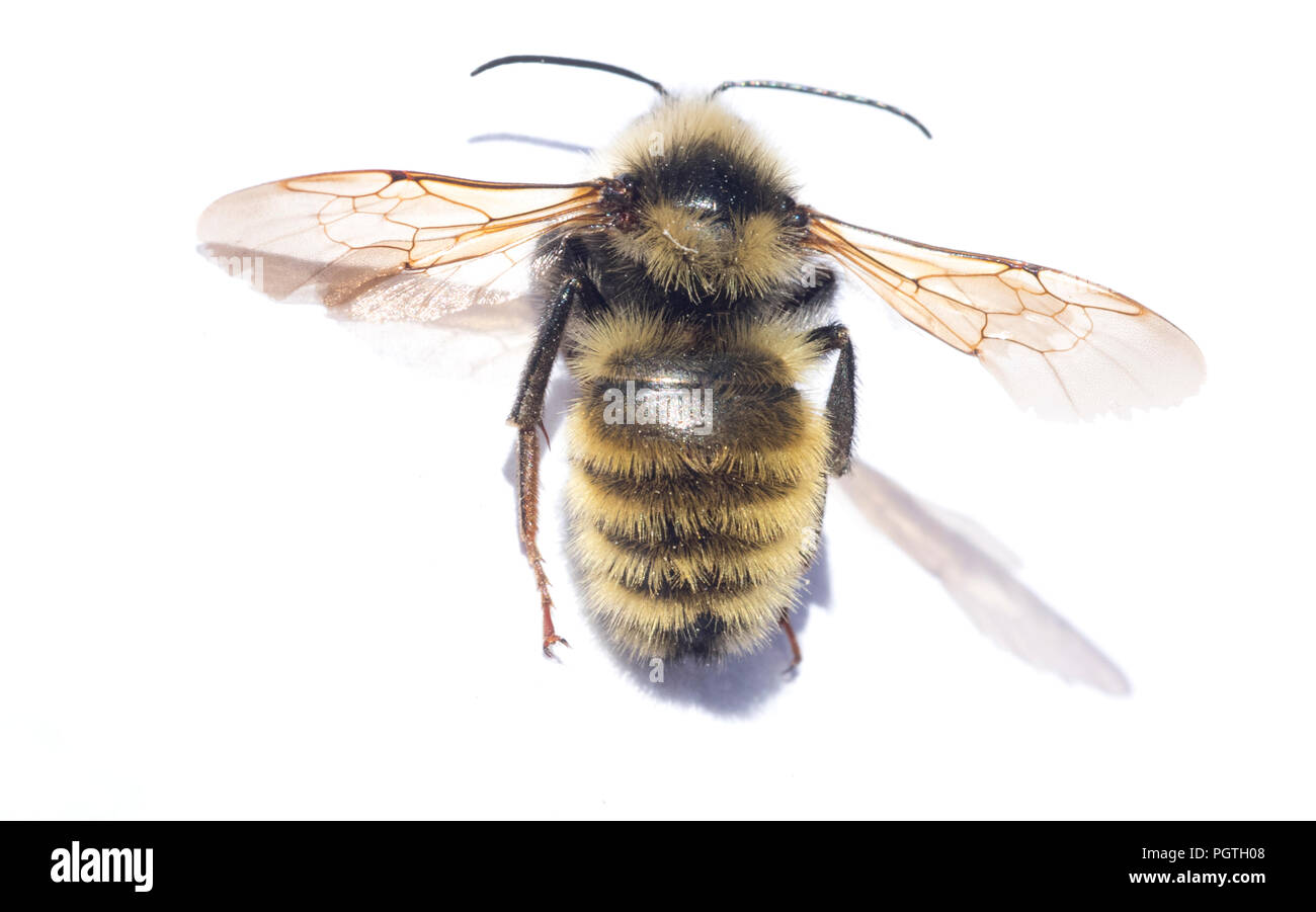 Bianco-spallamento Bumblebee (Bombus appositus) il Parco Nazionale di Olympic, Washington Foto Stock