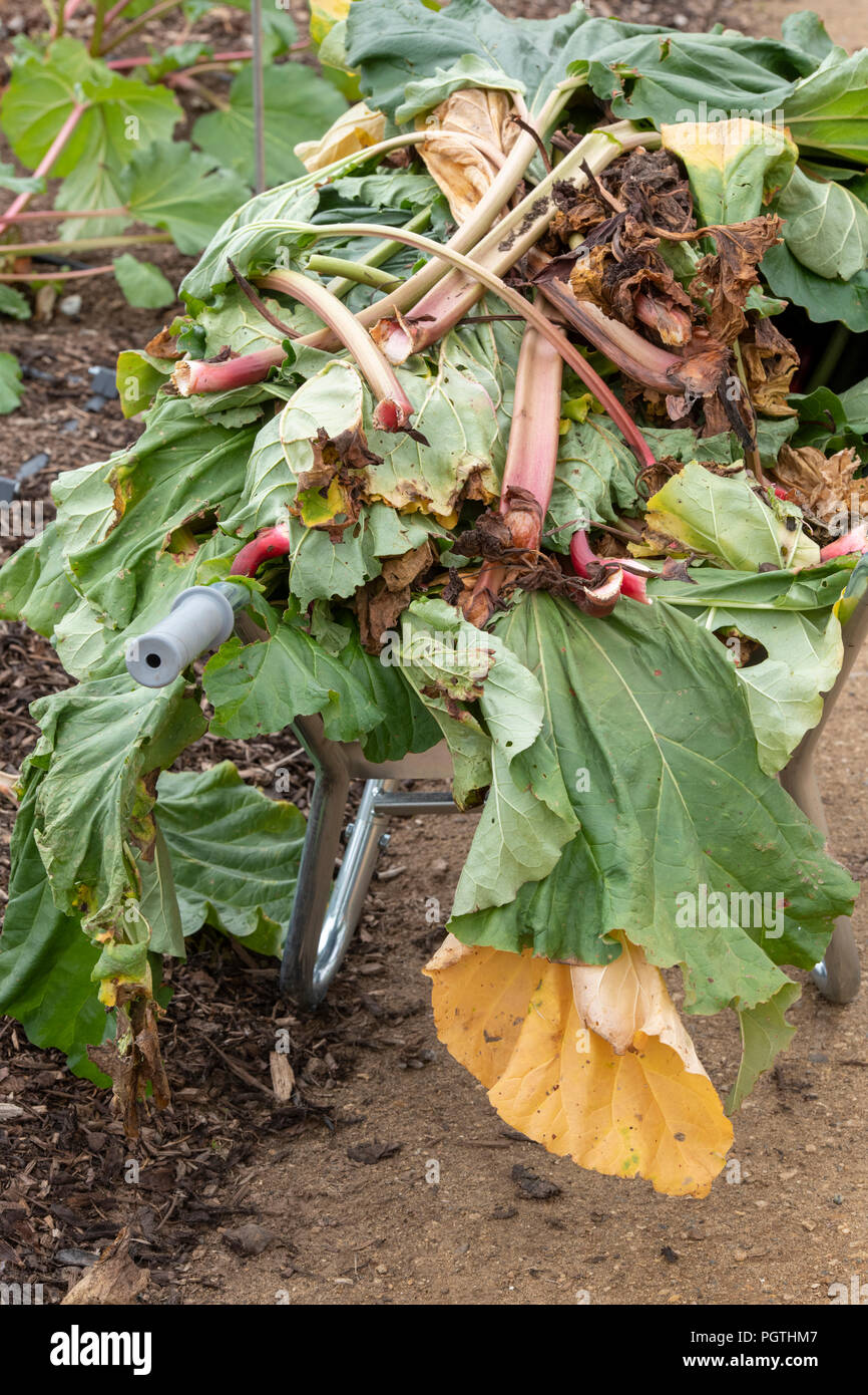Rheum rhabarbarum. Cancellazione di vecchi impianti di rabarbaro da un orto. Regno Unito Foto Stock