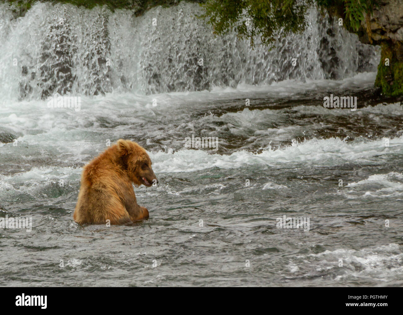 Unico orso grizzly seduto in un fiume in Alaska per la pesca del salmone con una cascata in background. Foto Stock Unico orso grizzly seduto in un fiume in Alaska per la pesca del salmone con una cascata in background. Foto Stock