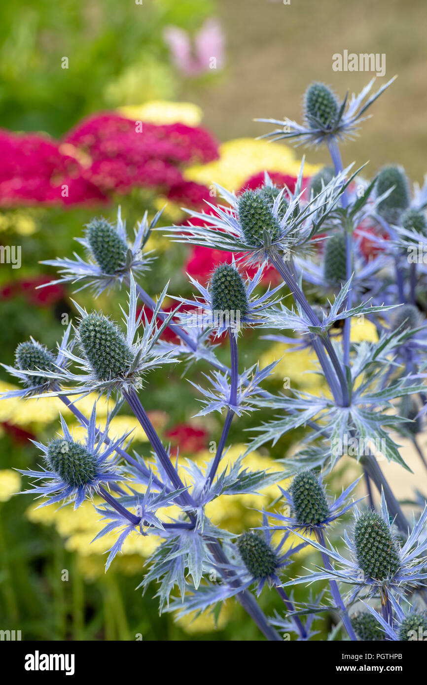 Eryngium x zabelii 'Big Blue'. Mare holly fiori Foto Stock