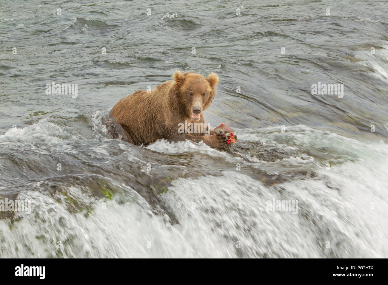 Unico orso grizzly mangiare salmone sulla cima di una cascata in Alaska, STATI UNITI D'AMERICA Foto Stock Unico orso grizzly mangiare salmone sulla cima di una cascata in Alaska, STATI UNITI D'AMERICA Foto Stock