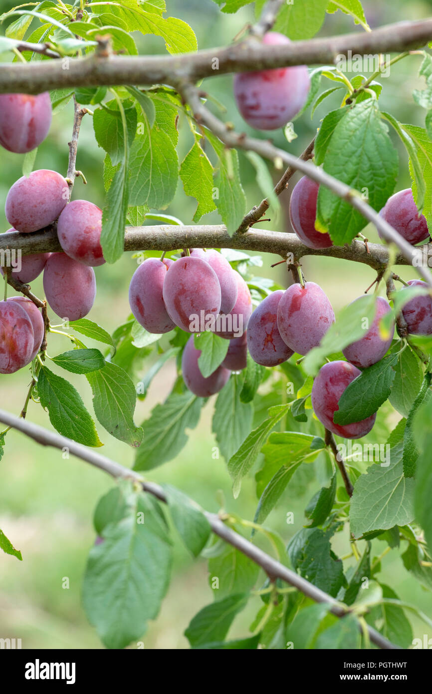 Prunus domestica. Prugna "abbondante" sull'albero. Regno Unito Foto Stock