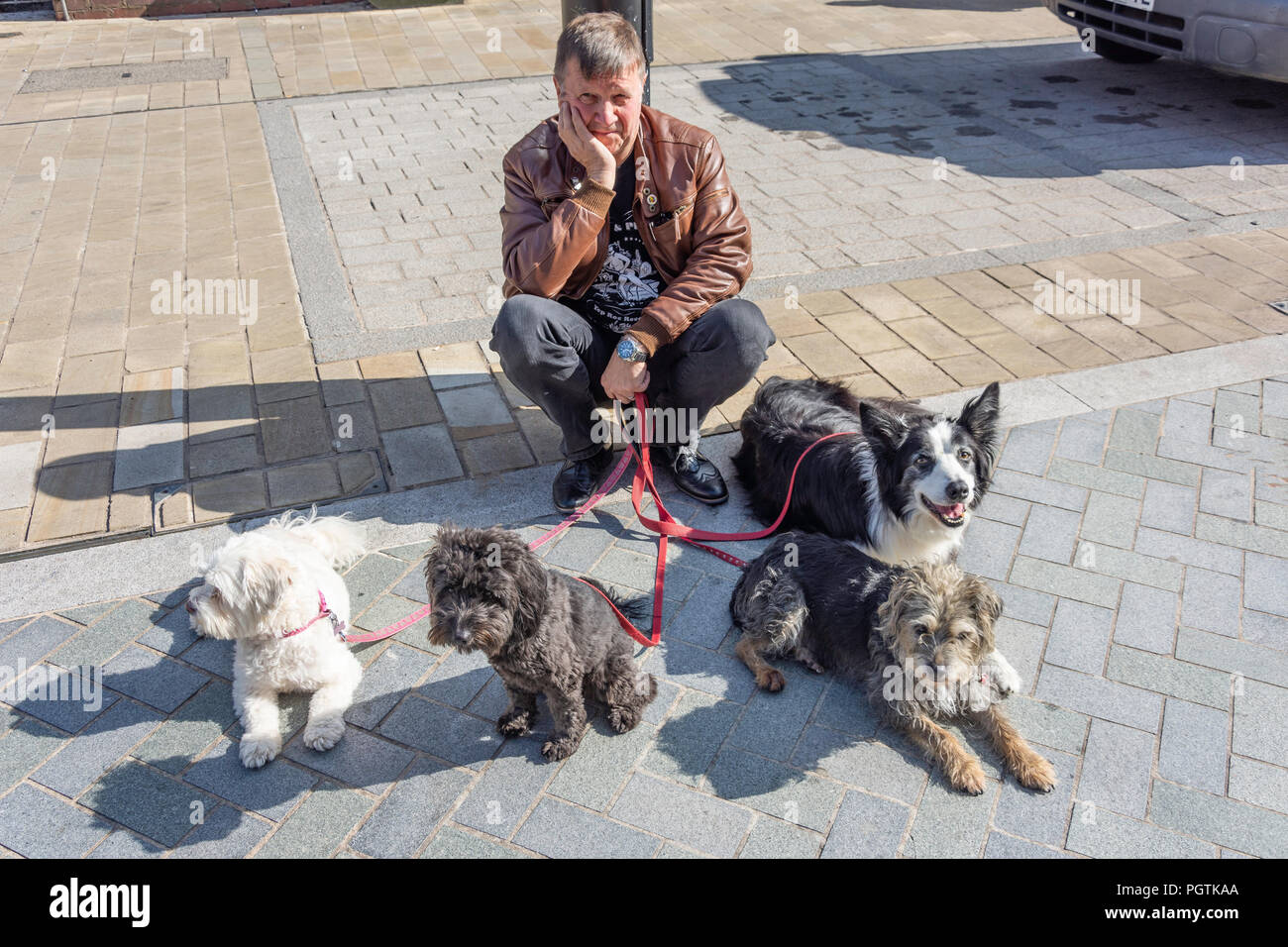 Dog walker con i cani al guinzaglio, High Street, Bromsgrove, Worcestershire, England, Regno Unito Foto Stock