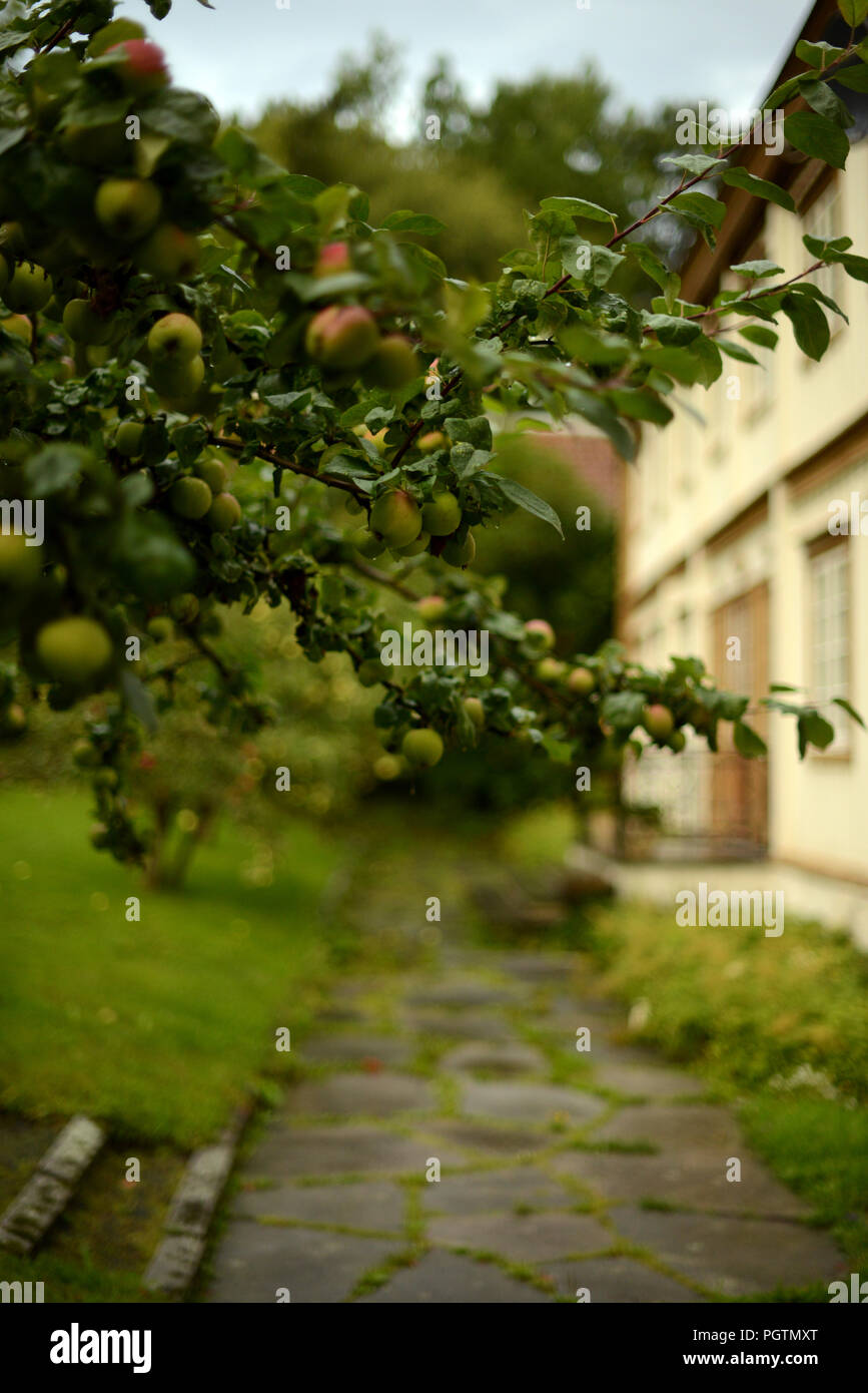 Mela albero con rami piena di mele da un ambiente domestico Foto Stock