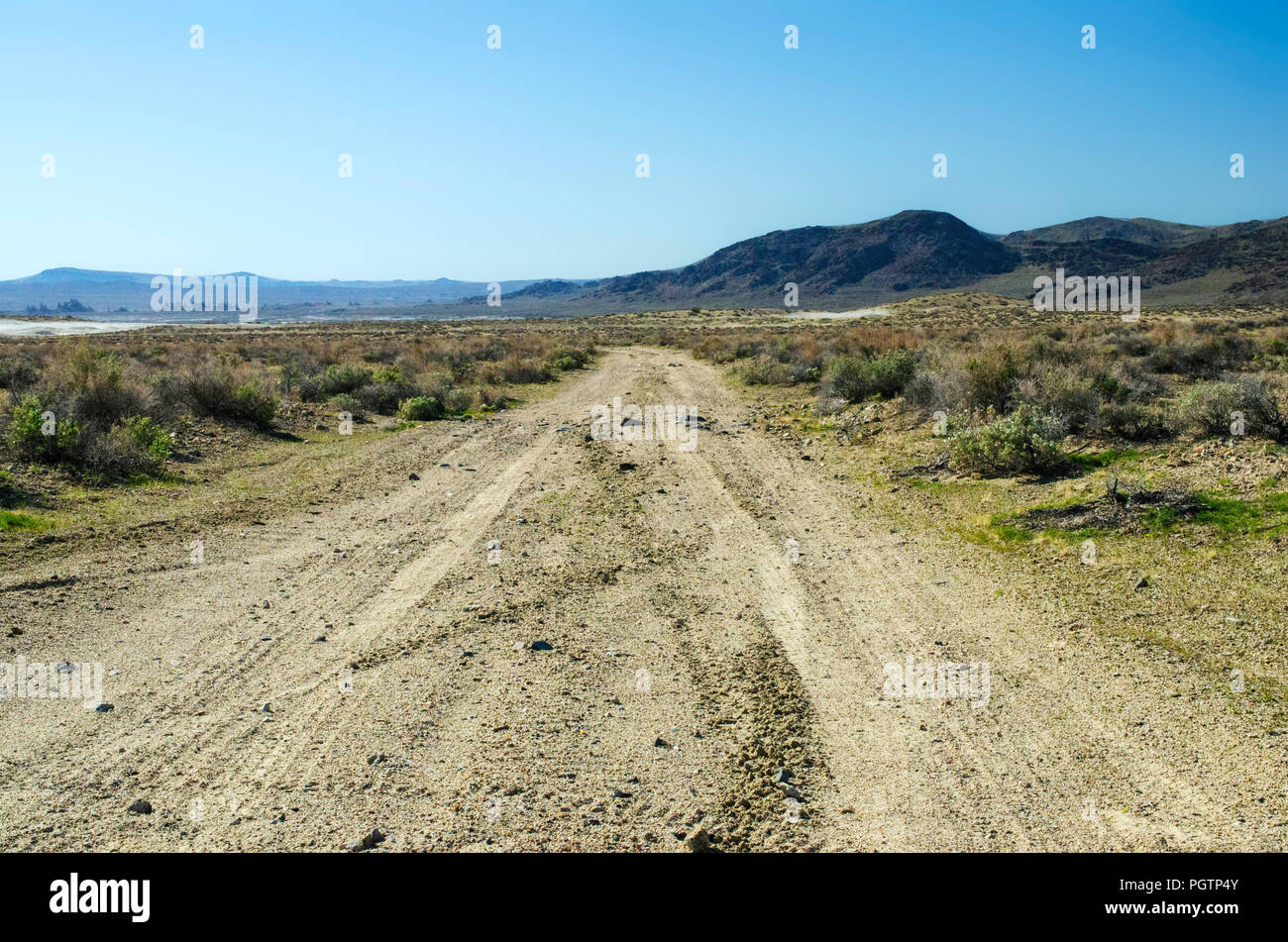 Strada sterrata circondata da verdi piante del deserto in direzione di montagne brulle sotto un cielo blu chiaro. Foto Stock