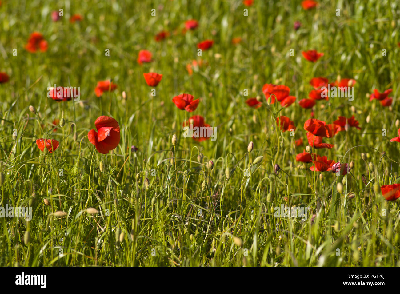 Poppies in crescita in un campo nei pressi di Lexos, parte del comune di Varen, Tarn et Garonne, Occitanie, Francia in primavera Foto Stock