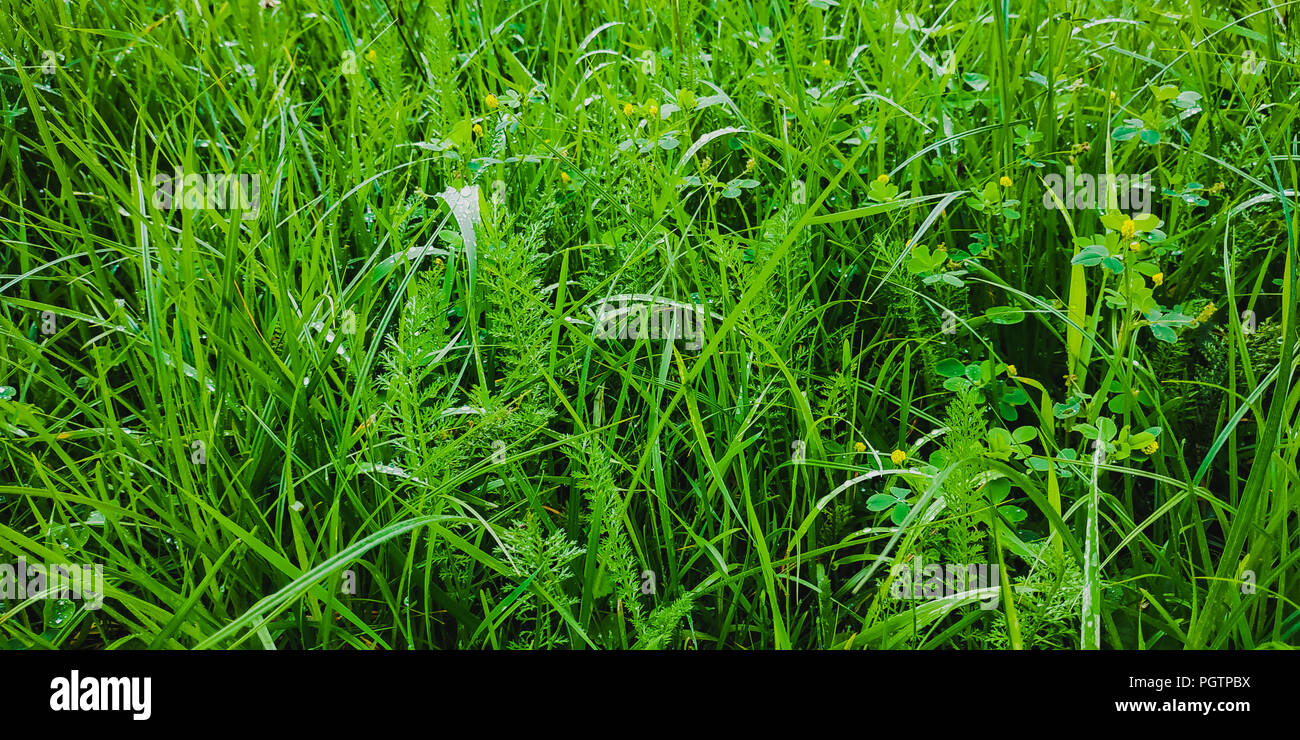 Modello di straordinario sfondo con erba rugiadosa e trifoglio Foto Stock