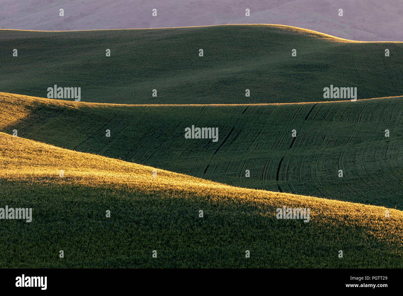 Golden campo di grano al tramonto in Pullman Washington Foto Stock