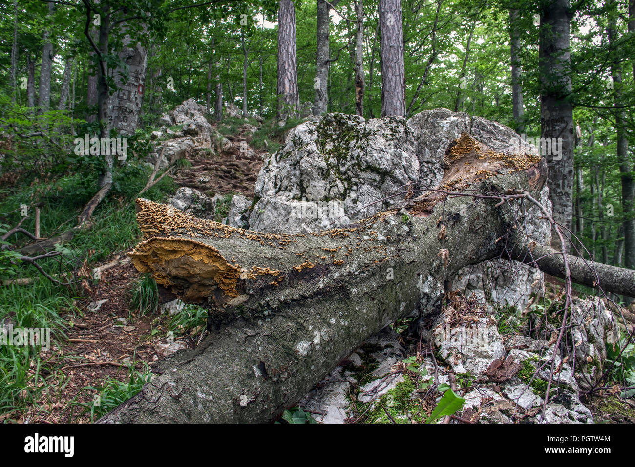 TARA National Park, Western Serbia - Ripiano di zolfo di funghi (Laetiporus sulfurei) che cresce su un dead marciume tronco Foto Stock