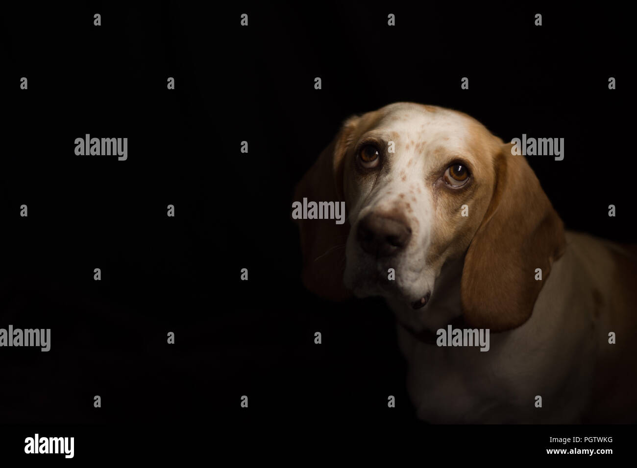 Bianco e Marrone di medie dimensioni cane cercando con grandi occhi marroni con un nero di massa posteriore Foto Stock