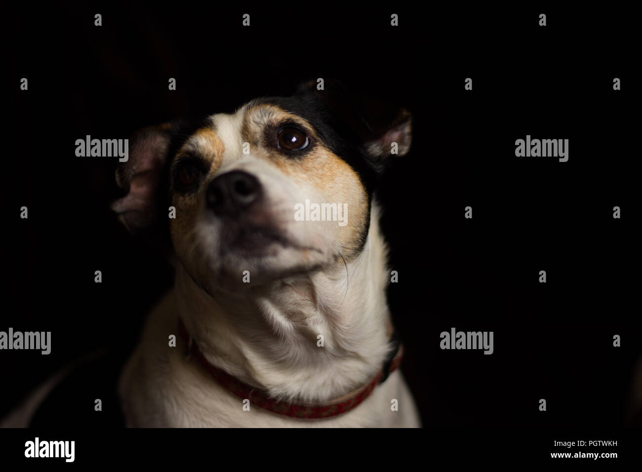 Tri color jack russel headshot guardando a sinistra Foto Stock