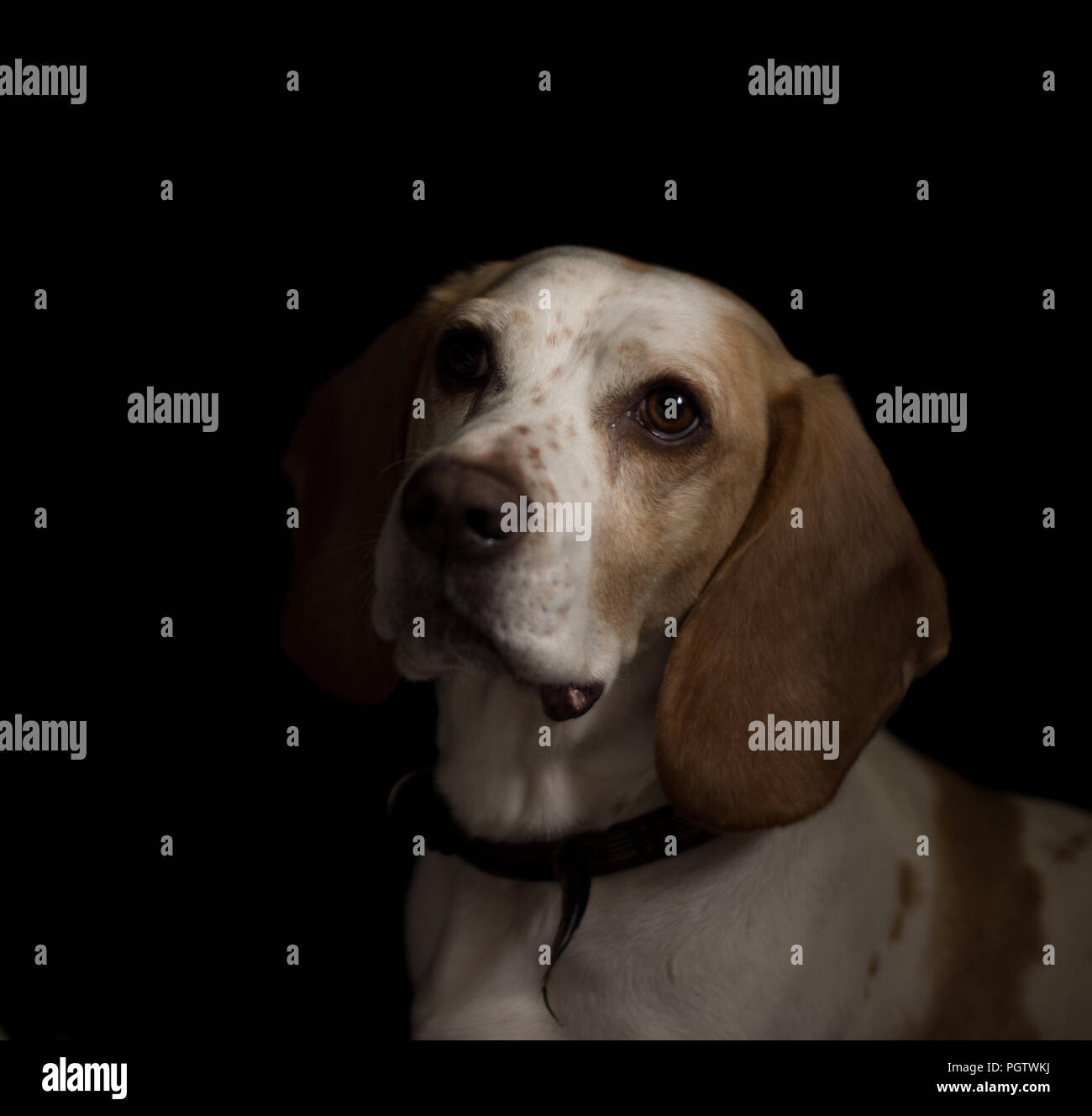 Bianco e Marrone di medie dimensioni croce cane di razza guardando a sinistra con sfondo nero Foto Stock