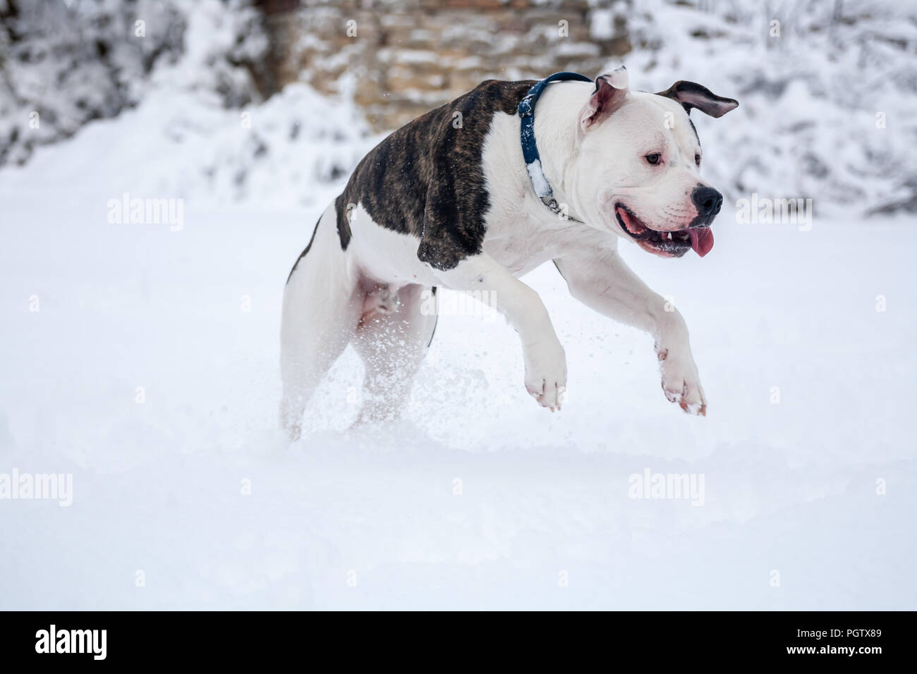 Bulldog americano nella neve Foto Stock