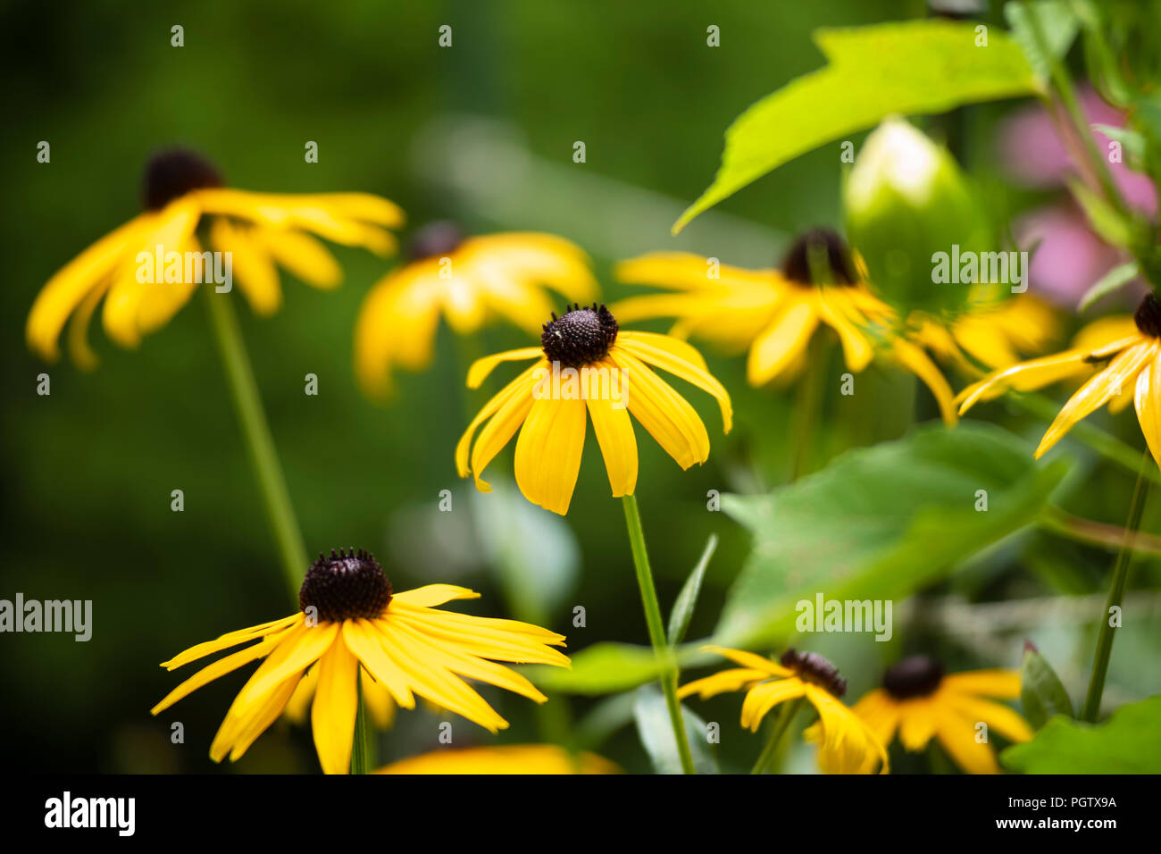 Black Eyed Susans di fioritura in estate. Foto Stock
