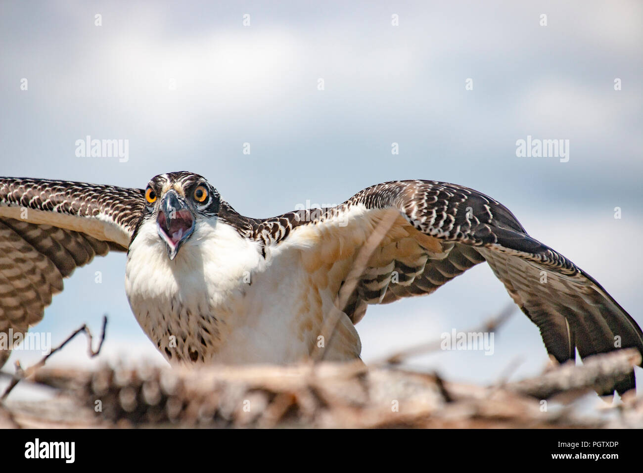 Osprey (chiarimento delle ambiguità) nel suo nido lungo il James River vicino al traghetto Jamestown-Scotland, Virginia Foto Stock