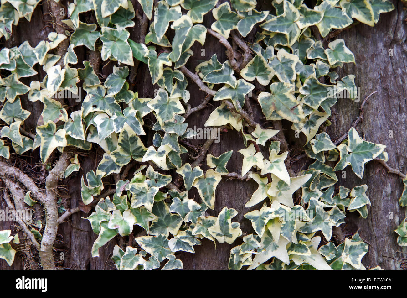 Sfondo con felci e piante hanno foglie univoco, che natura fresca Foto Stock