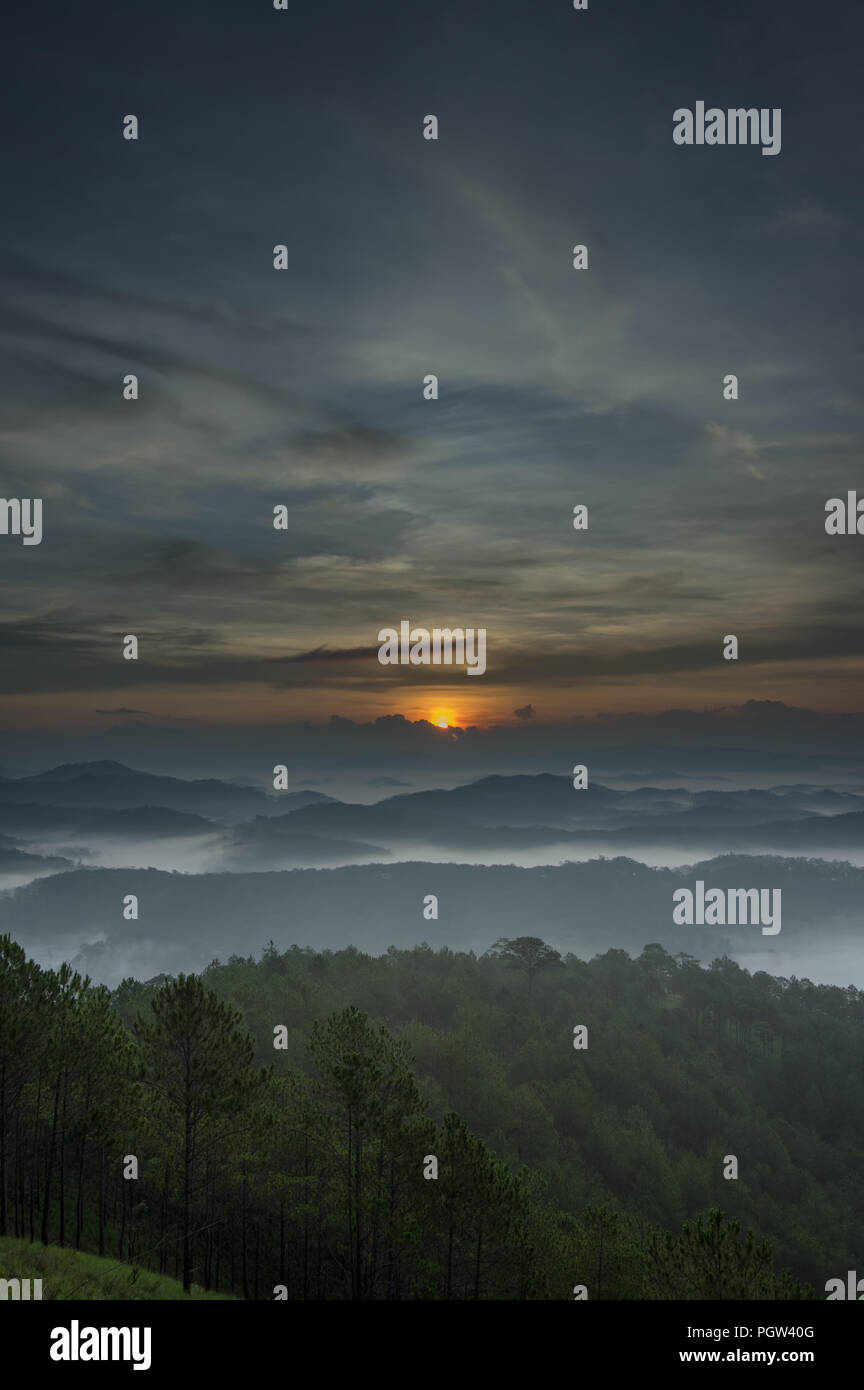 Meglio di sfondo pineta con nebbia fitta e sunray all'alba, l'aria fresca della natura Foto Stock
