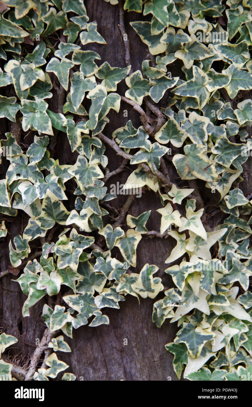 Sfondo con felci e piante hanno foglie univoco, che natura fresca Foto Stock