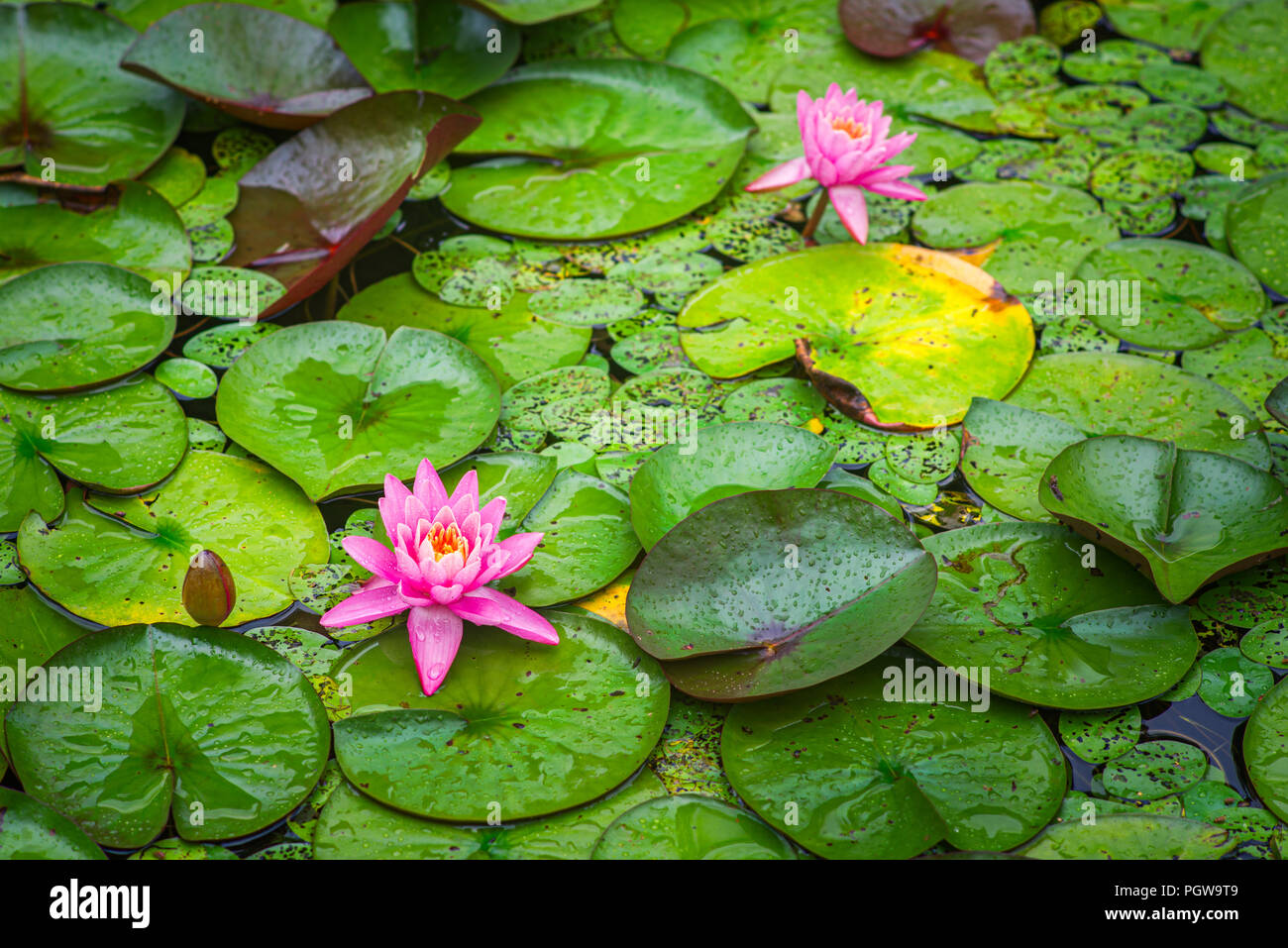 Acqua di rosa fiori di giglio in fiore a Prugna frutteto lago in West Virginia. Foto Stock