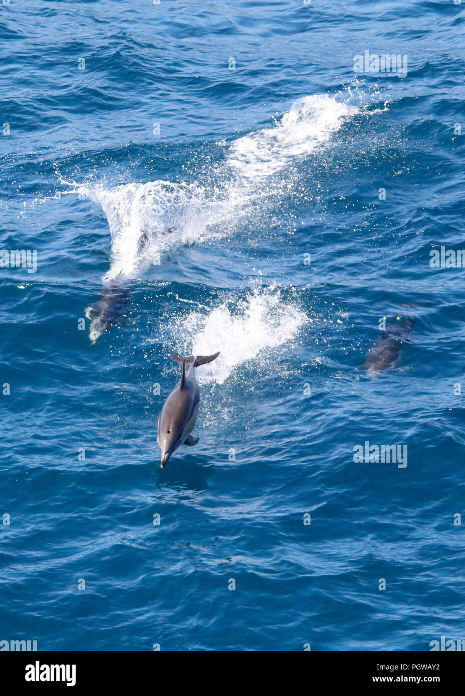 Jumping delfini selvatici Foto Stock