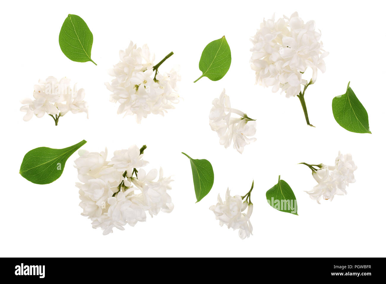 Luce fiori lilla, rami e foglie isolati su sfondo bianco. Lay piatto. Vista superiore Foto Stock