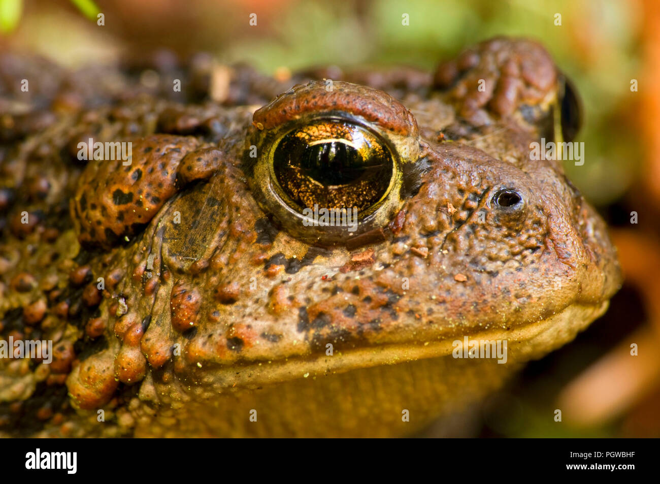 Il rospo occidentale (Anaxyrus boreas), Mt Jefferson deserto, Willamette National Forest, Oregon Foto Stock