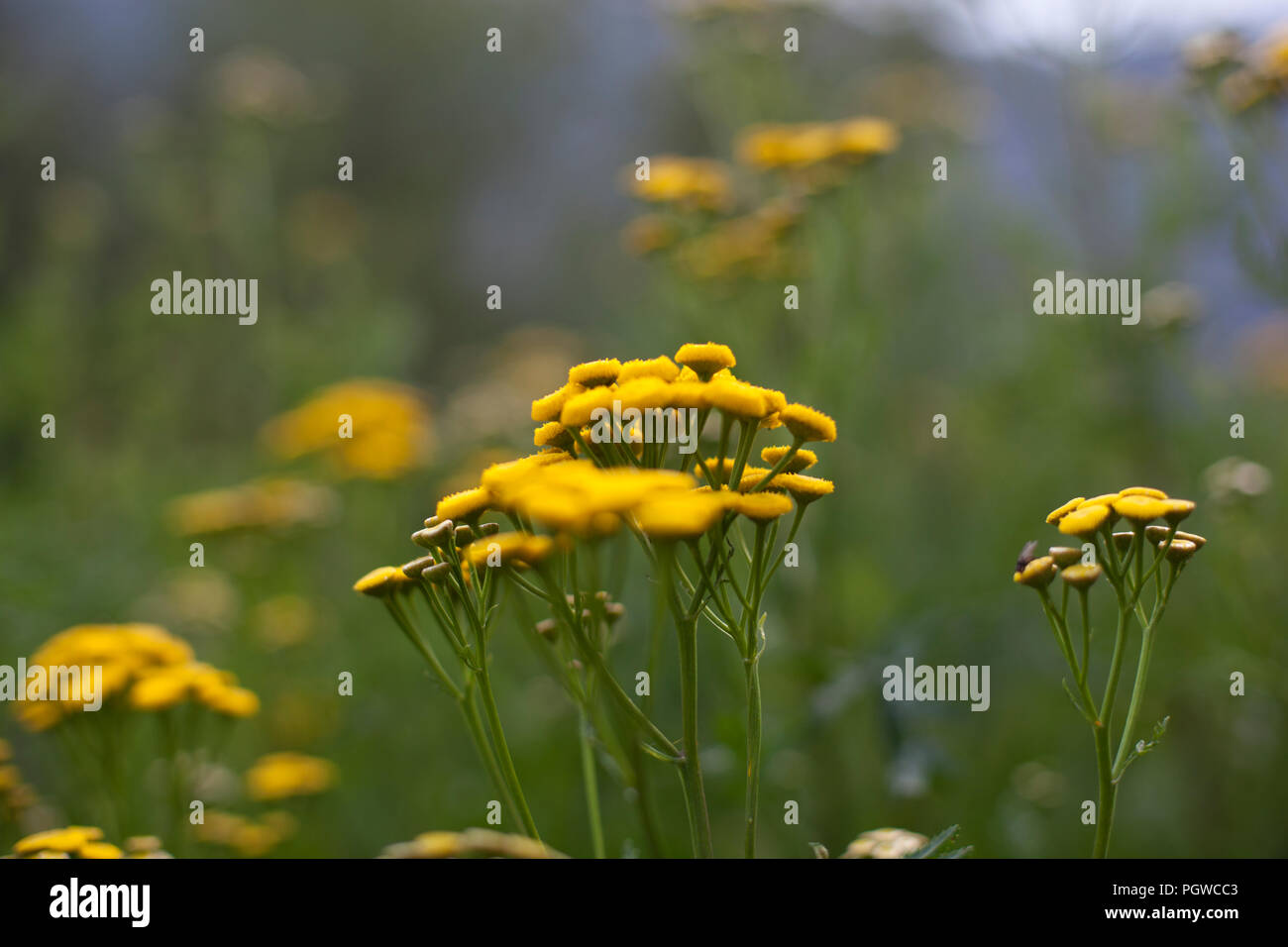 Fiore di fiore Tansy Foto Stock