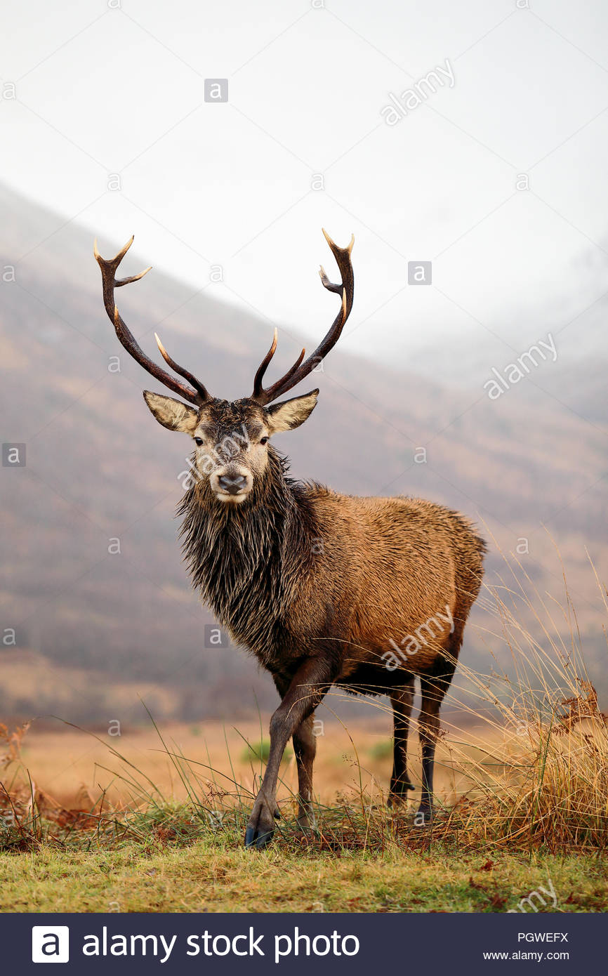 Un maestoso cervo rosso cervo nelle Highlands Scozzesi. Foto Stock