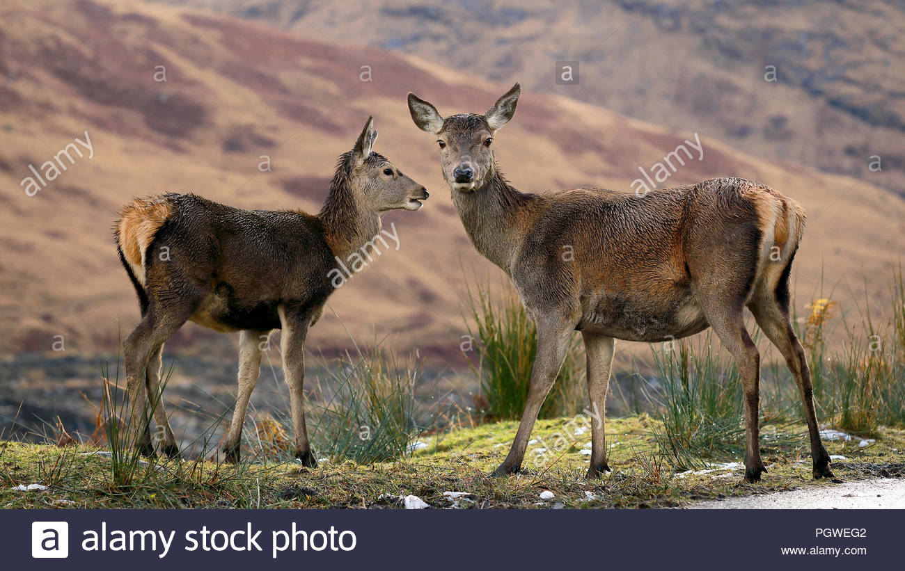 Due giovani Scottish cervi fotografati a Glencoe, Scozia. Foto Stock