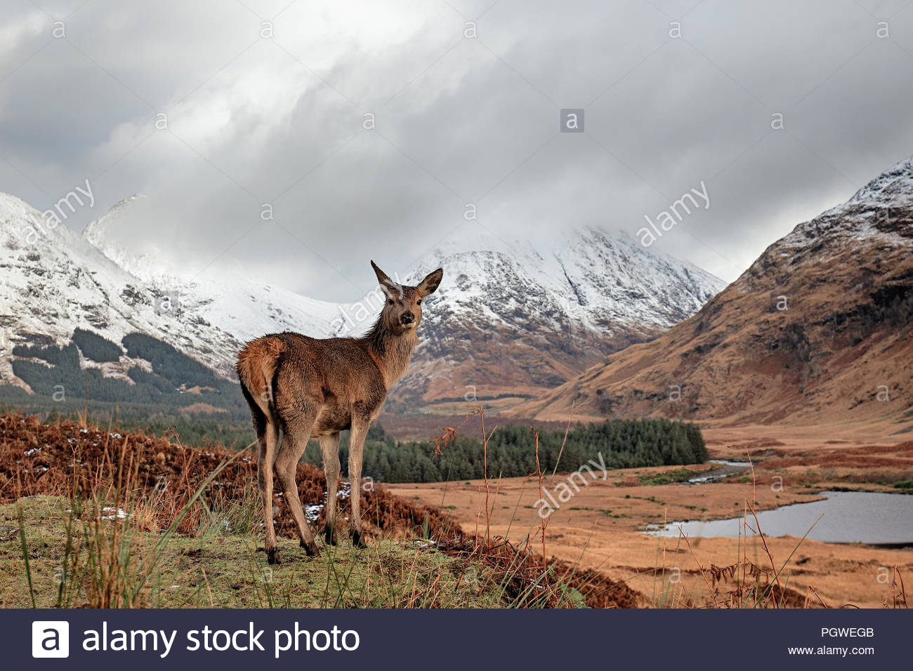 Un giovane cervo rosso nelle Highlands Scozzesi. Foto Stock