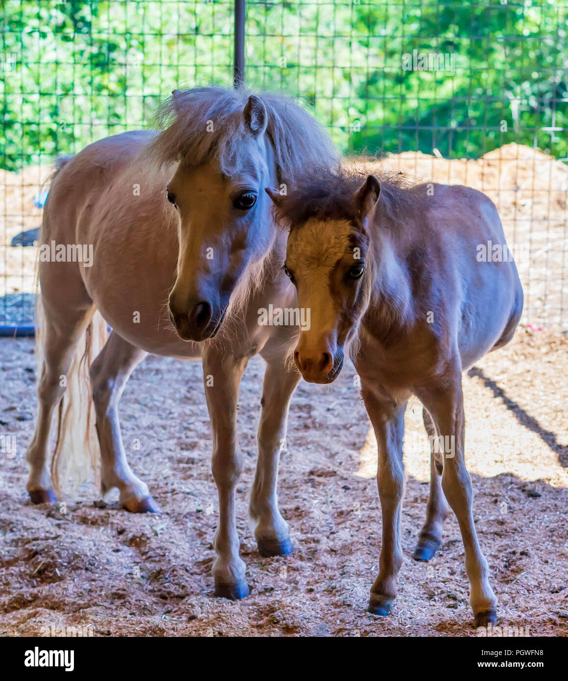 Mini Cavallo e la sua Foal Foto Stock