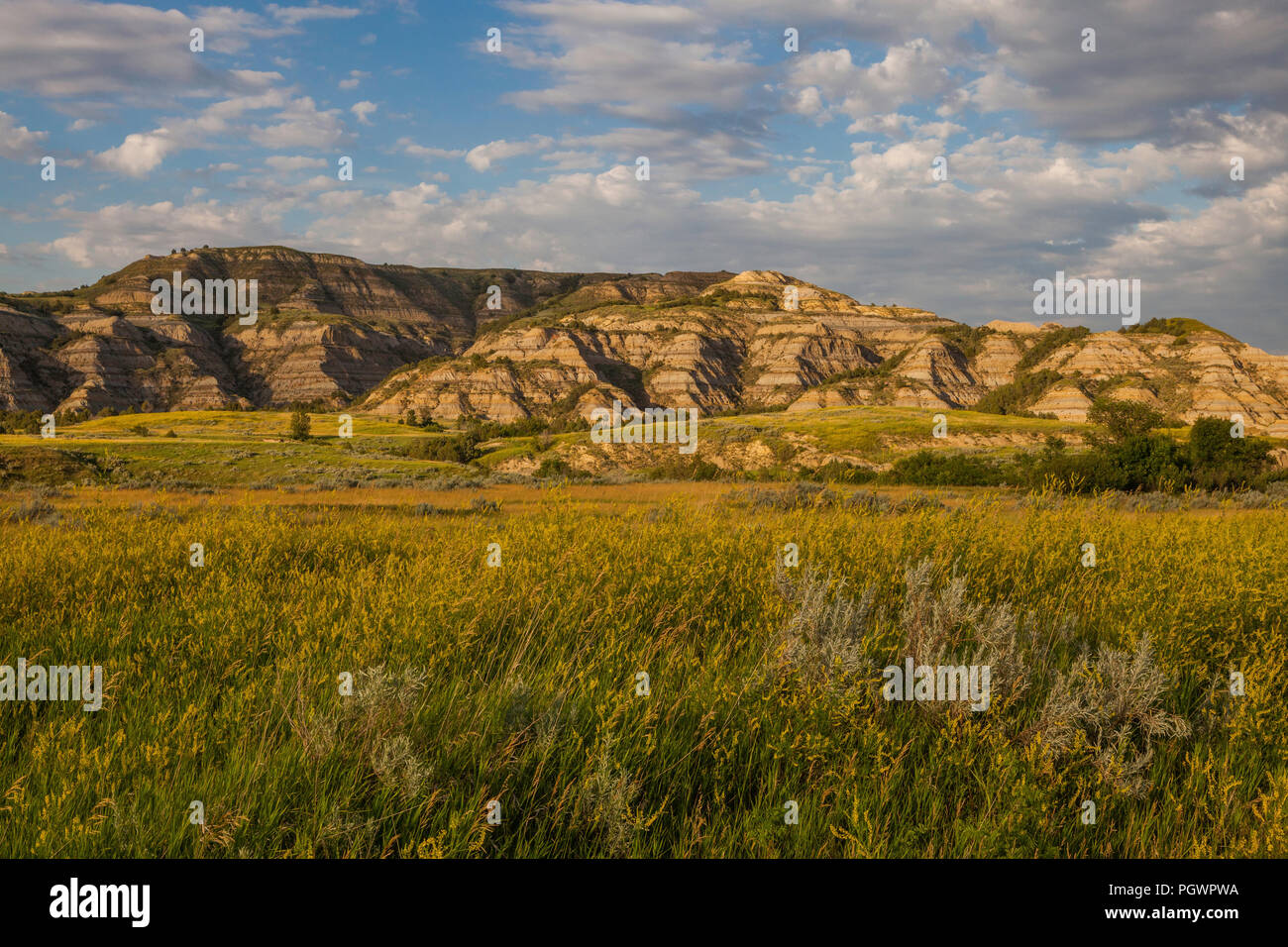 Fiori di colore giallo e badlands, Parco nazionale Theodore Roosevelt unità del Nord, il Dakota del Nord Foto Stock