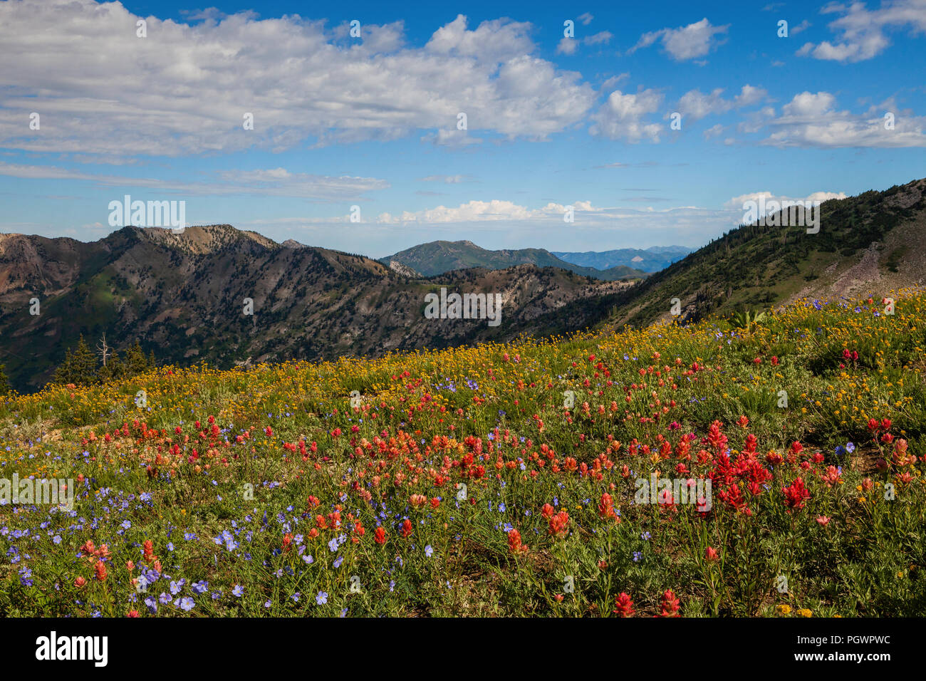 Fiori Selvatici, Albion bacino, poco pioppi neri americani Canyon, Montagne Wasatch, Utah Foto Stock