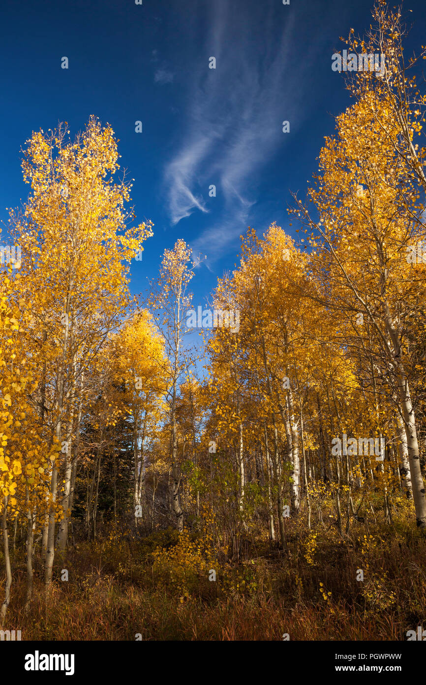 Golden aspens e nuvole wispy, Alpine Loop. Montagne Wasatch, Utah Foto Stock