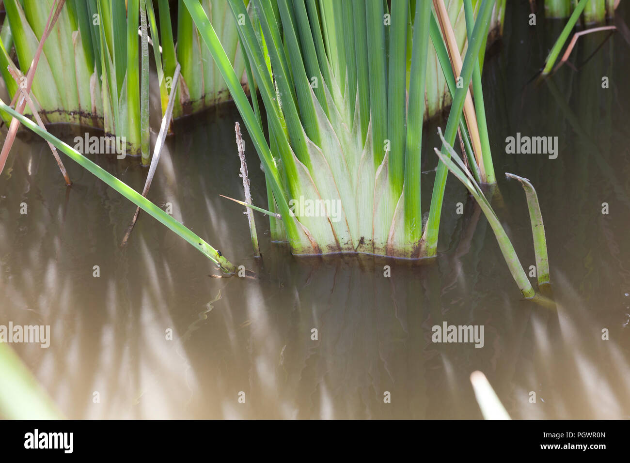 Tifa comune reed base di foglia, aka reedmace, giunco, (Typha latifolia) - California USA Foto Stock