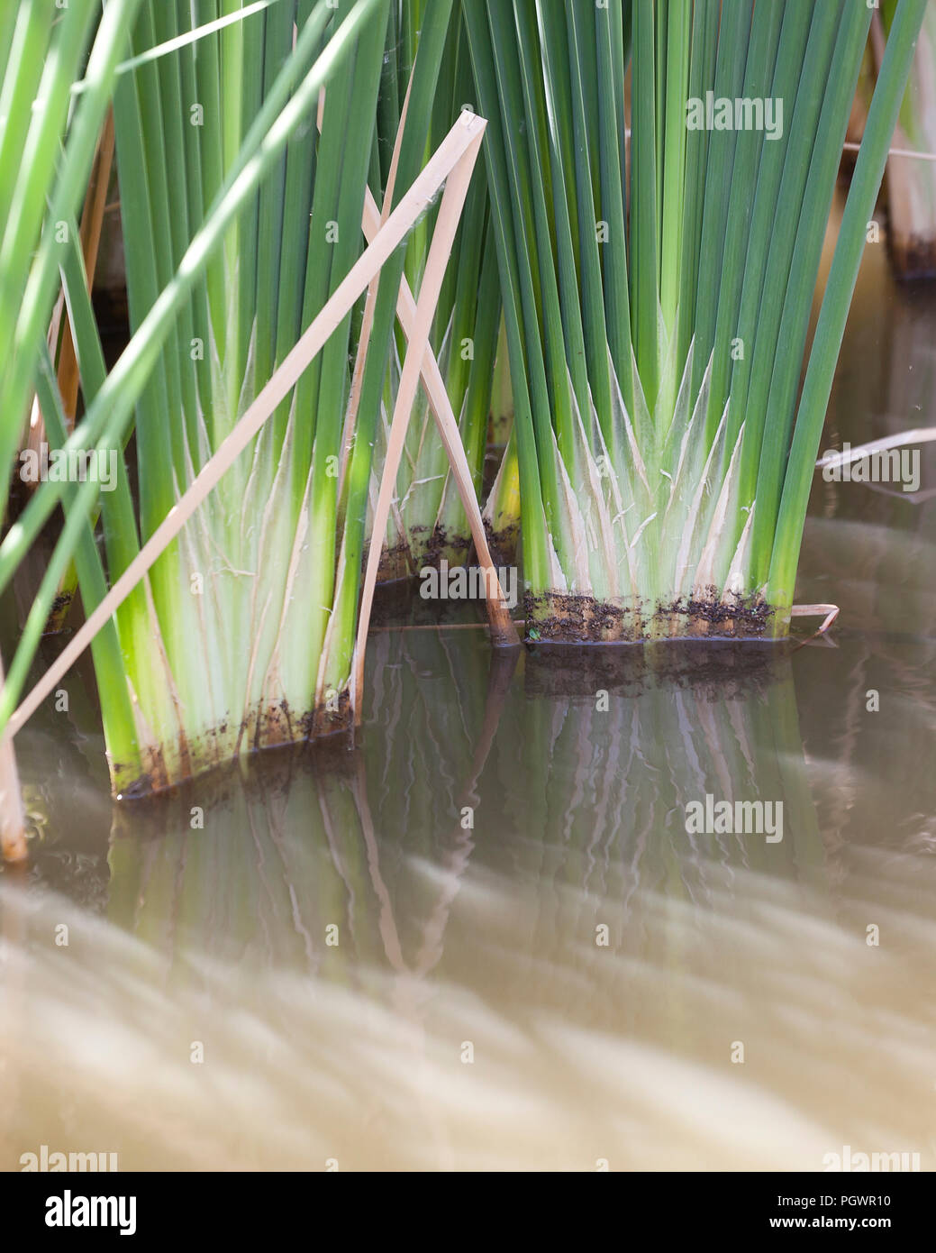 Tifa comune reed base di foglia, aka reedmace, giunco, (Typha latifolia) - California USA Foto Stock