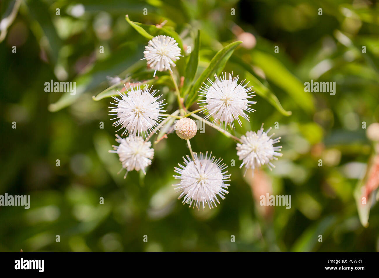 Buttonbush, aka buttonbush comune, button-willow, miele-bells (Cephalanthus occidentalis), in piena fioritura - California USA Foto Stock