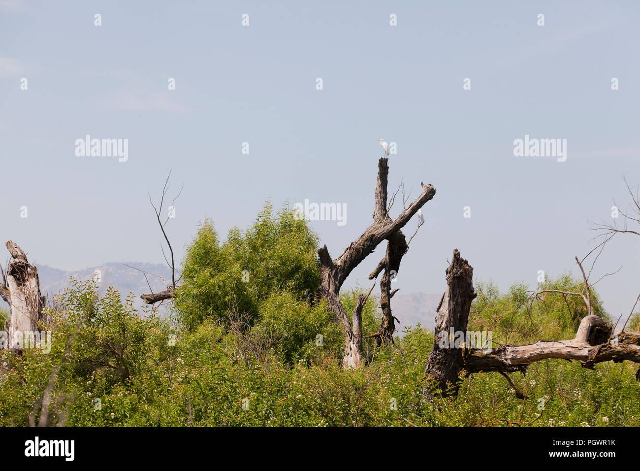 Grande garzette (Ardea alba) in appoggio sui tronchi in San Joaquin River National Wildlife Refuge, California centrale USA Foto Stock