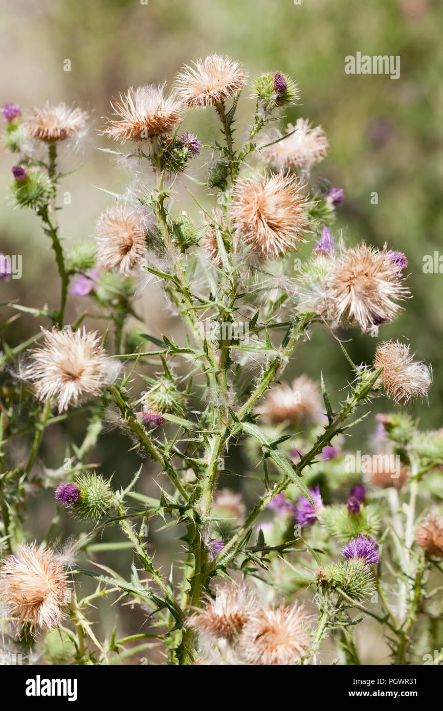 Il cotone thistle, aka Scotch thistle, il Wolly thistle, alato thistle, Jackass thistle, araldico (cardo Onopordum acanthium), impianti - California USA Foto Stock