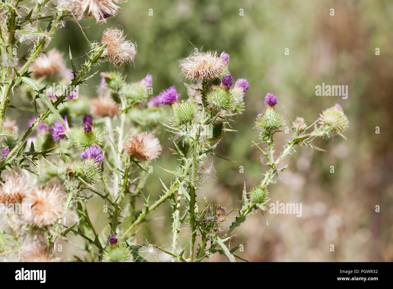 Il cotone thistle, aka Scotch thistle, il Wolly thistle, alato thistle, Jackass thistle, araldico (cardo Onopordum acanthium), impianti - California USA Foto Stock