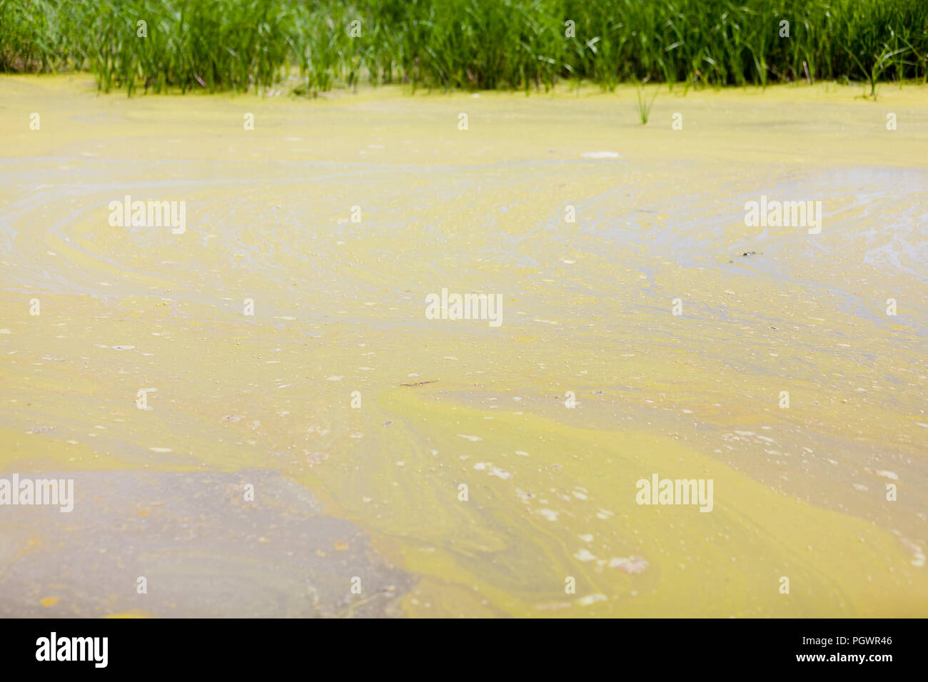 Fioritura algale in stagno (la crescita di alghe) - California USA Foto Stock