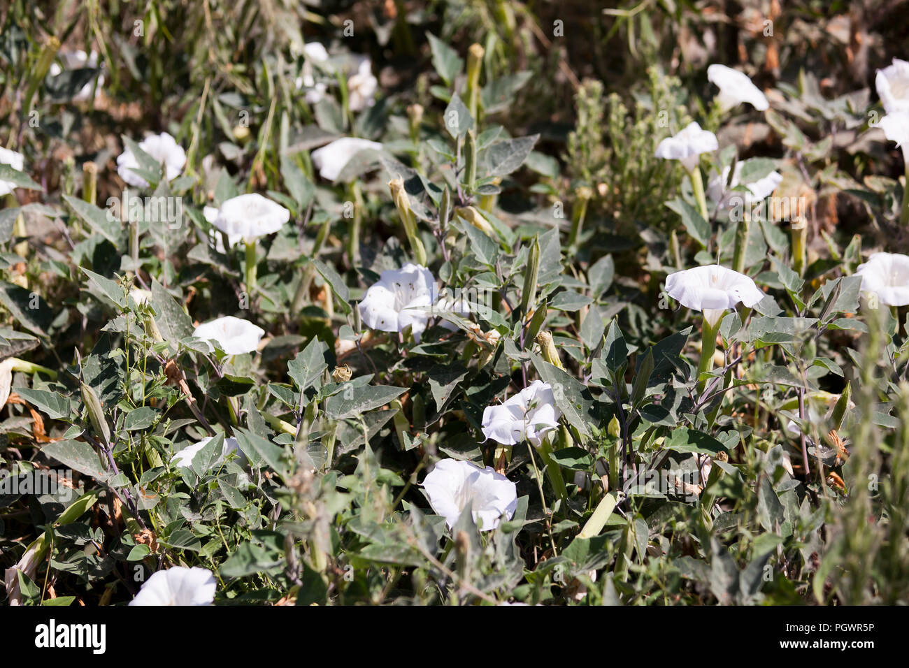 Devil's tromba di piante e fiori (Datura innoxia,) - USA Foto Stock