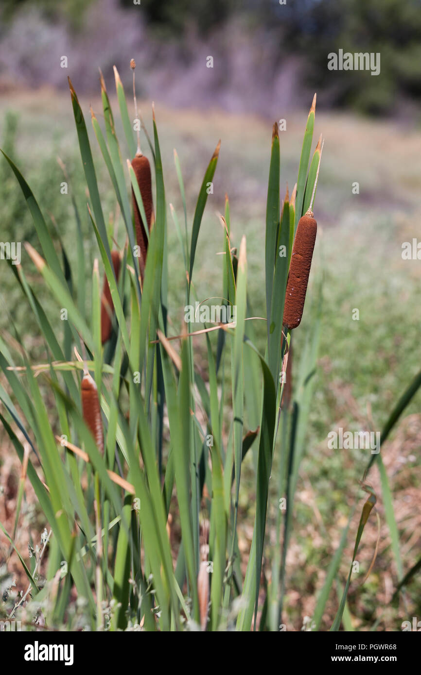 Tifa comune impianto di reed, aka reedmace, giunco, (Typha latifolia) - California USA Foto Stock