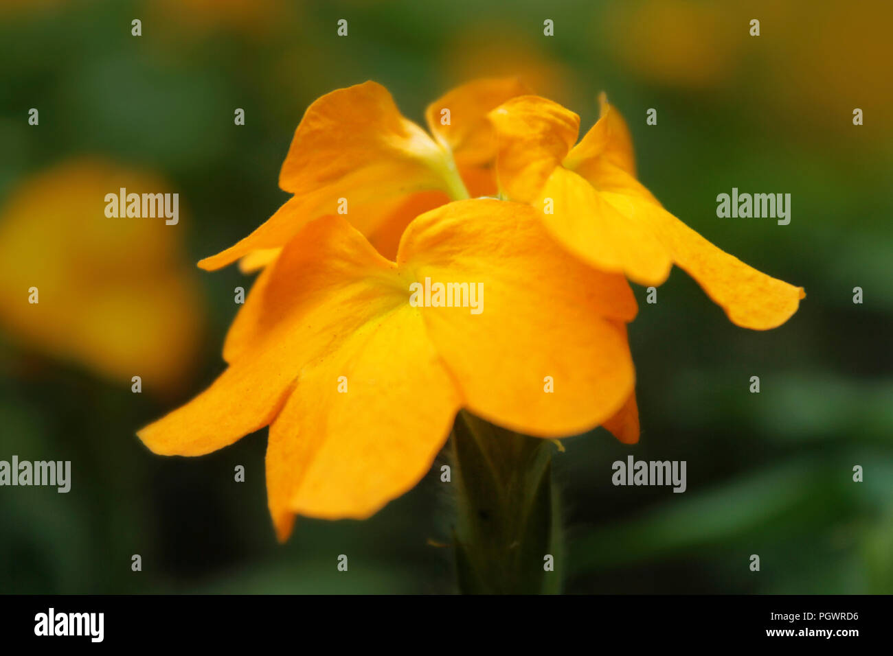 Giallo piccolo fiore fiori Foto Stock