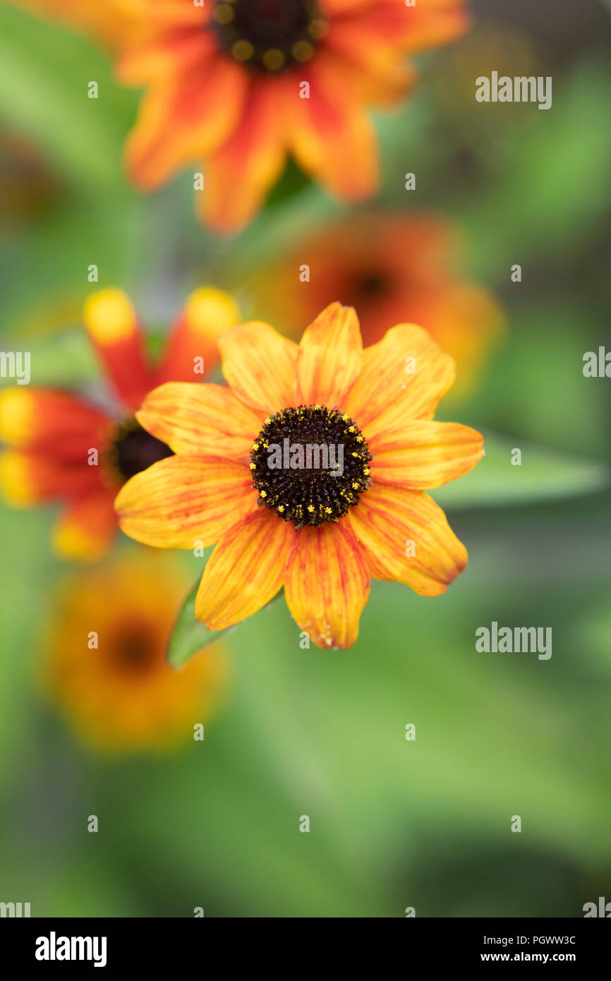 Rudbeckia Triloba "Prairie glow' Fiori. Prairie Glow Brown-Eyed Susan. Coneflower Foto Stock