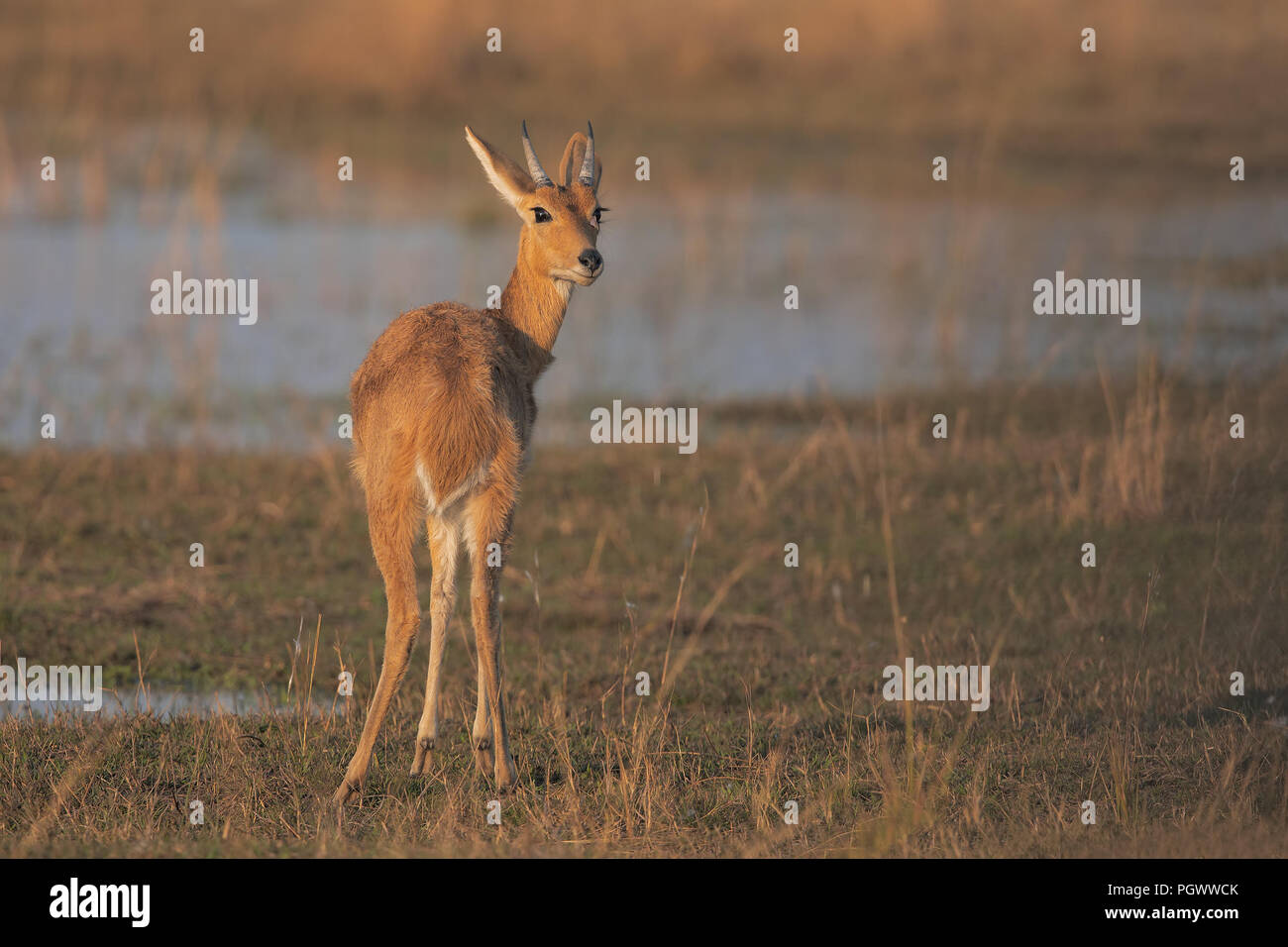 Reedbuck meridionale Foto Stock