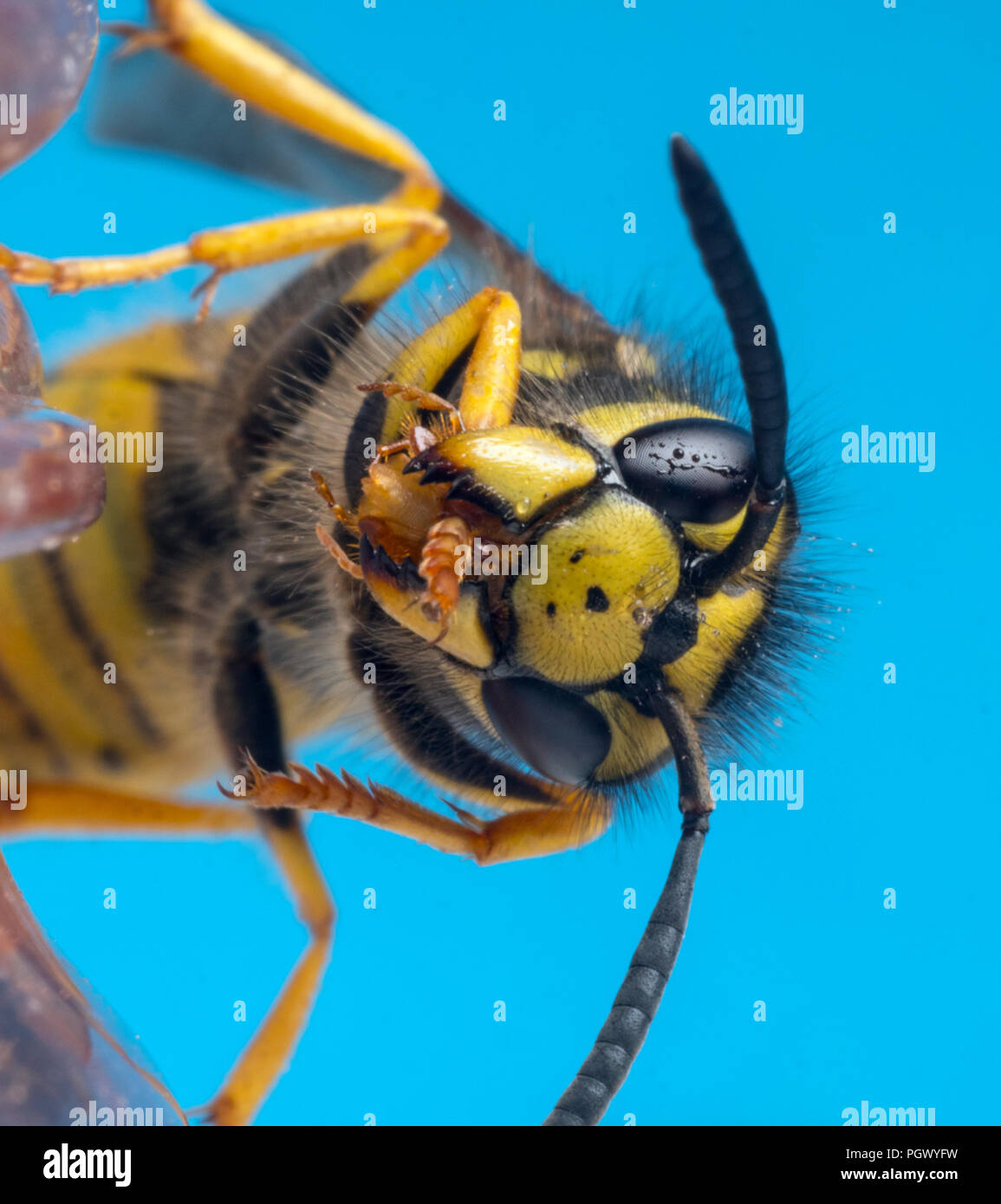 Wasp comune Vespula vulgaris pulizia dei piedi Foto Stock