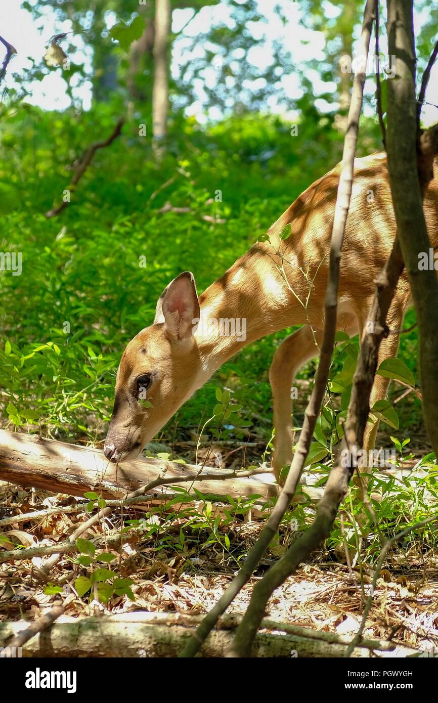 Un culbianco spotted fawn foraggi intorno i boschi in tarda estate a Yates mulino Parcheggio contea in Raleigh North Carolina Foto Stock