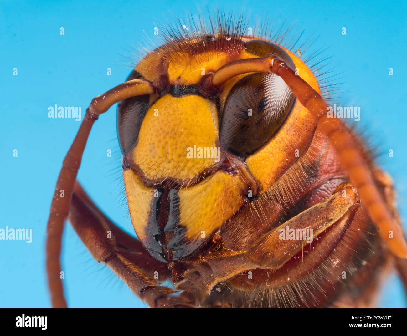 Hornet Vespa crabro closeup della testa Foto Stock