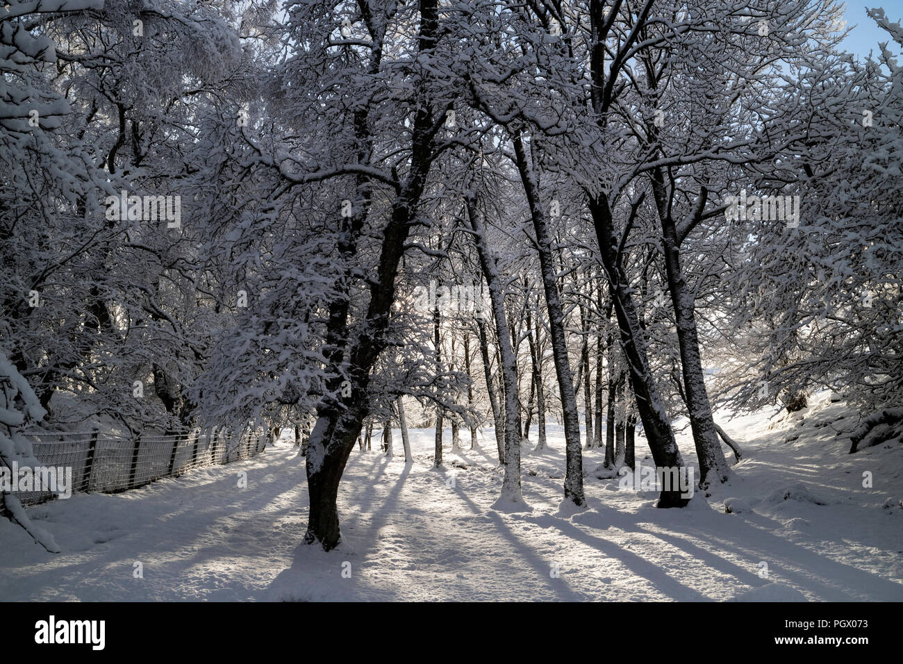 Coperta di neve alberi in un nord Pennine Bosco, Teesdale, County Durham, Regno Unito Foto Stock